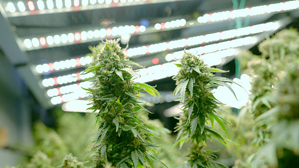 Close-up of Papaya × OZ Melon cannabis buds freshly harvested for full melt hash by Masterball Melts