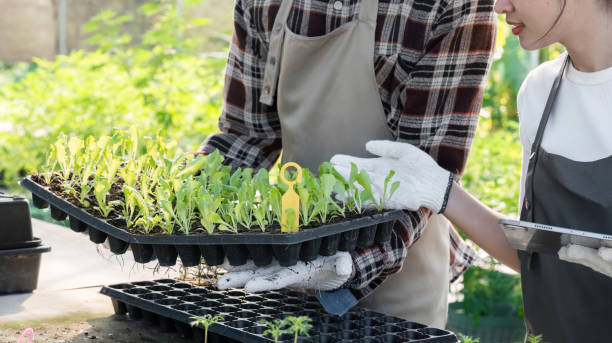 Healthy cannabis clone in vegetative stage with broad leaves and early trichome development