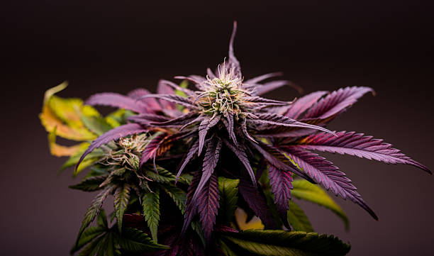 Lemon Cherry Gelato cannabis clone glowing under full-spectrum grow lights with frosty trichomes